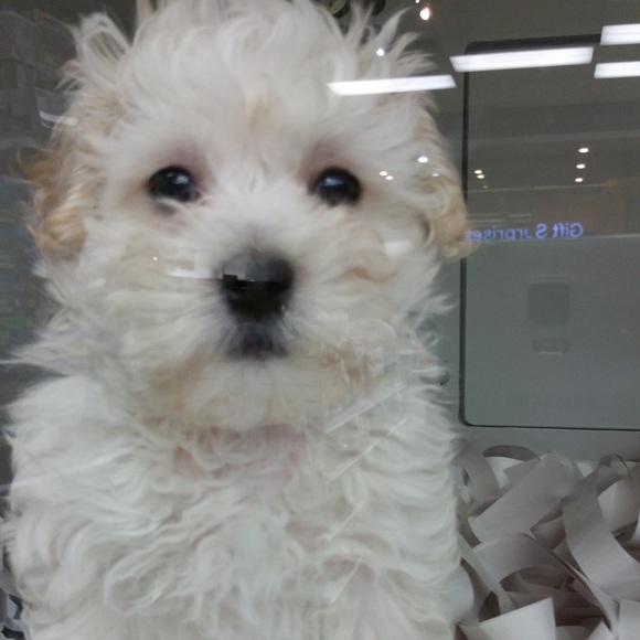 Meet your Posher, Tina - Picture 1 of 1